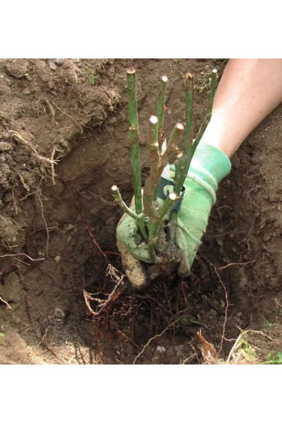 Троянда флорібунда Марія Тереза посадка